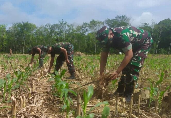 
Koramil 02/Batang Alai Utara Bantu Perawatan Tanaman Jagung Warga Binaan, Ini Tujuannya