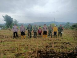 Dukung Ketahanan Pangan, Kapolsek Kenduruan Polres Tuban Bersama Danramil 0811/11 Kenduruan Tanam Jagung di Desa Jlodro