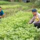 Bhabinkamtibmas Desa Sukamulya Terapkan Intensifikasi Melalui Diversifikasi Tanaman Untuk Tingkatkan Pendapatan Petani