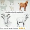 Dugaan Pencurian Ternak Kambing Sudah Mengaku,Dalih Transisi Jabatan Kapolsek, Dibebaskan, Baca Disini.