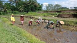 Babinsa Koramil Gandusari Bantu Poktan Barokah Tanam Padi