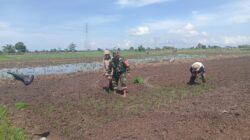 Personel Kodim 1009/Tanah Laut Dukung Petani Tanam Padi Untuk Ketahanan Pangan