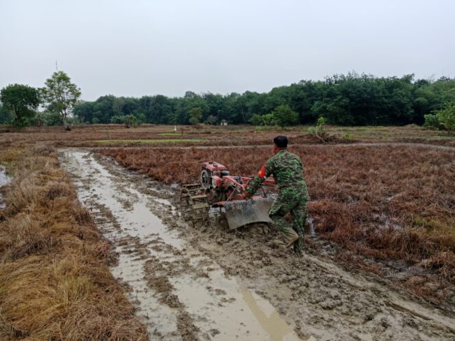 
Babinsa Barabai Berdayakan Petani, Tingkatkan Produksi Padi