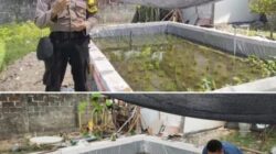 Polsek Lengkong Wujudkan Ketahanan Pangan dengan Kolam Belut dan Mina Padi