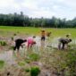 Babinsa Barabai Dampingi Petani Tanam Padi, Dukung Swasembada Pangan