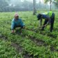 Polsek Ranuyoso Dukung Ketahanan Pangan dengan Cek Lahan Jagung Petani di Wonoayu