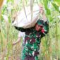 Selalu Hadir Bersama Warga Binaan, Babinsa Mapurujaya Bantu Petani Panen Jagung