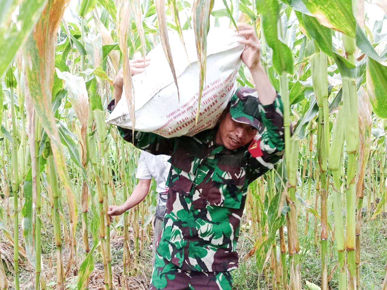 Selalu Hadir Bersama Warga Binaan, Babinsa Mapurujaya Bantu Petani Panen Jagung