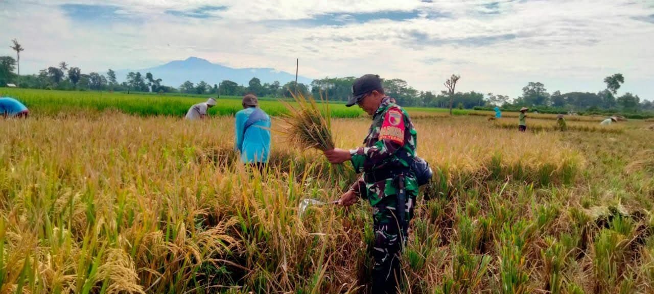 Lumajang.Patrolihukum.Net.//. Sebagai bentuk kepedulian terhadap ketahanan pangan di wilayah binaannya, Babinsa Tekung Koramil 0821-15/Tekung, Serka Hariyanto, melaksanakan pendampingan panen padi milik Rohim, salah satu anggota Poktan Krajan Tani. Panen tersebut dilakukan di lahan seluas 0,5 Ha di Dusun Krajan, Desa Tekung, Kabupaten Lumajang, Jawa Timur, pada Selasa (18/3/2025).