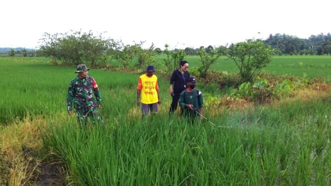 
Babinsa dan PPL Bersatu Mencegah Penyebaran Hama Padi