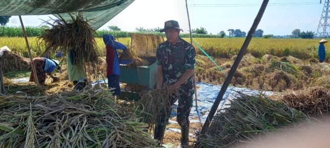
					Dukung Ketahanan Pangan, Koramil Wonoasih Dampingi Sergap Gabah Petani
