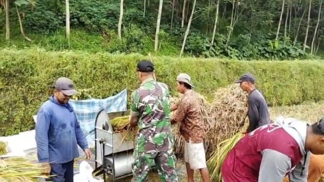 
					Koramil Lumbang Dampingi Sergap, Perkuat Ketahanan Pangan dan Petani