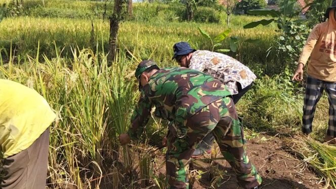 
					Koramil Kuripan Kawal Panen Padi Dukung Gerakan Darurat Pangan