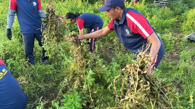 
					Kepala Bakamla RI Panen Kacang Tanah di Karangasem Bali