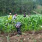 Perkuat Hanpangan Nasional, Babinsa Koramil 0820/11 Sumber Dampingi Petani Jagung di Dusun Tempuran