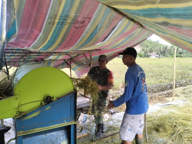 
					Babinsa Kodim 1505 Tidore Bantu Petani Panen Padi, Hasil Tembus 3 Ton per Hektare