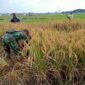 Babinsa Koramil Pajarakan Panen Padi Dukung Ketahanan Pangan Nasional