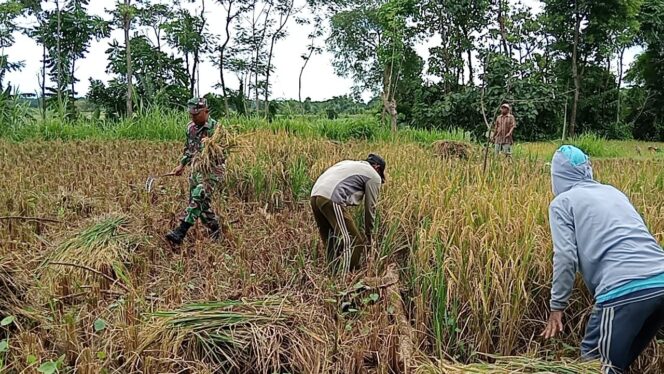 
Babinsa Koramil Banyuanyar Bantu Panen Padi Warga Dukung Ketahanan Pangan Nasional