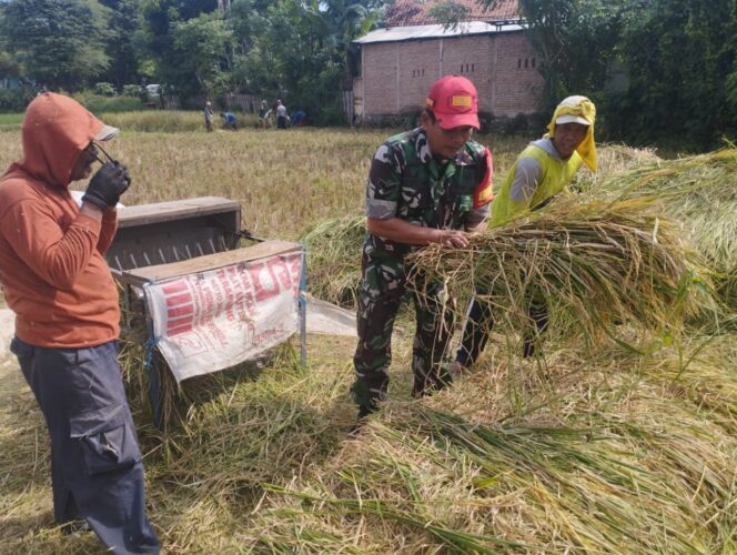 
					Babinsa Koramil Gading Probolinggo Aktif Dampingi Petani Perkuat Pangan