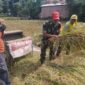 Babinsa Koramil Gading Probolinggo Aktif Dampingi Petani Perkuat Pangan