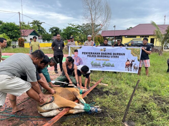 
Bravo Polri, Kanit Reskrim Polsek  Bungku Utara, Iptu Stevi Yohanes, Hurlatu, S.Trk, Serahka Sapi Untuk Qurban.