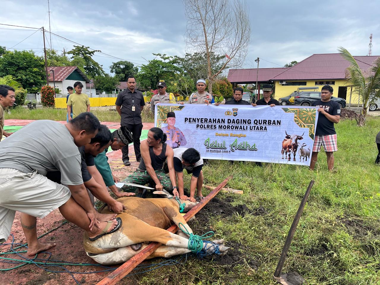 Bravo Polri, Kanit Reskrim Polsek Bungku Utara, Iptu Stevi Yohanes, Hurlatu, S.Trk, Serahka Sapi Untuk Qurban.