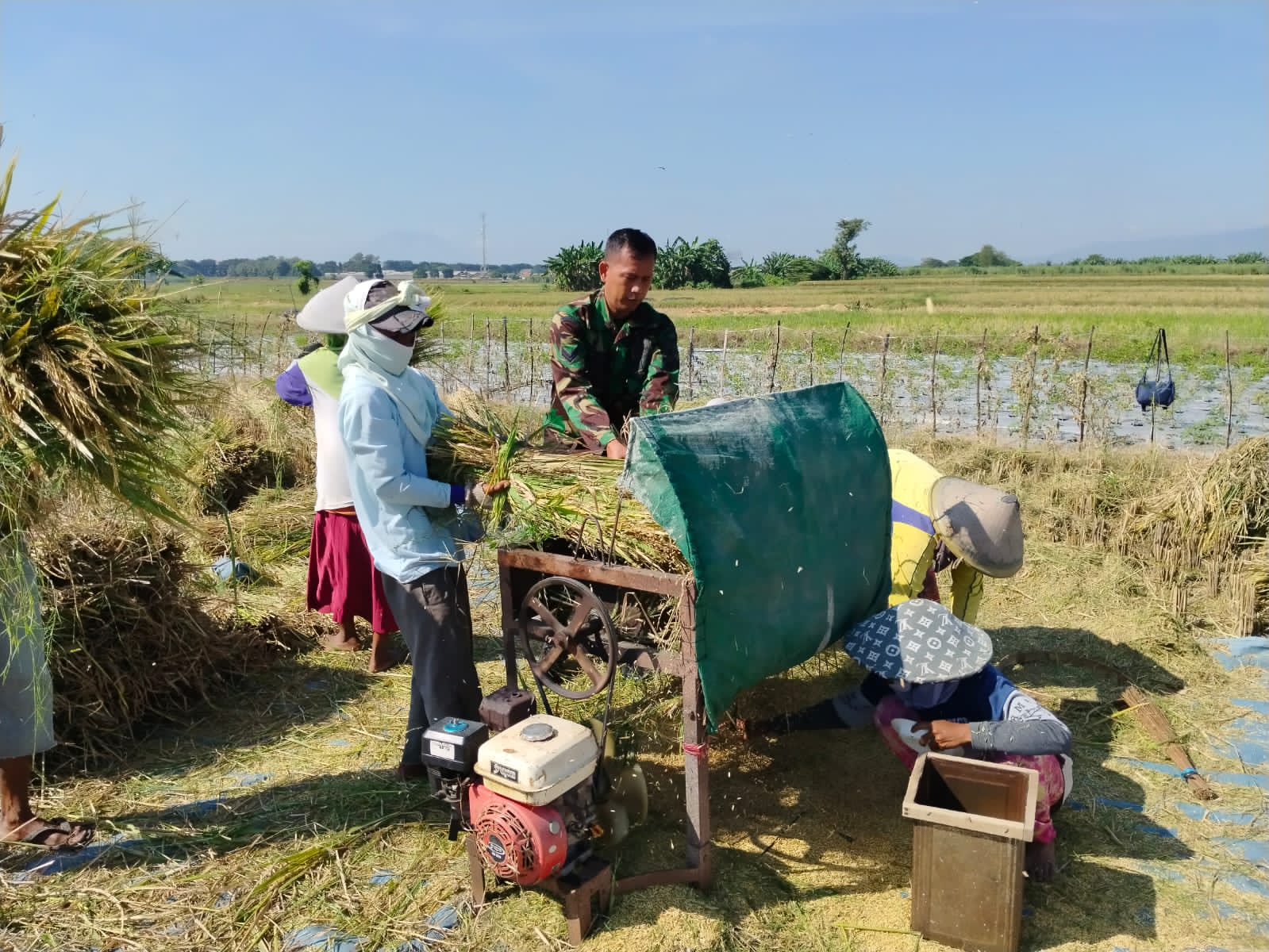 Panen Padi di Tongas, Wujud Nyata Kodim Probolinggo Dukung Ketahanan