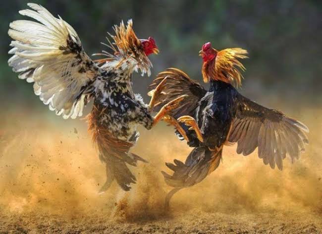 Polres Bangkalan Dinilai Lindungi Judi Sabung Ayam, LSM Jawapes Siap Adu Data ke Polda Jatim