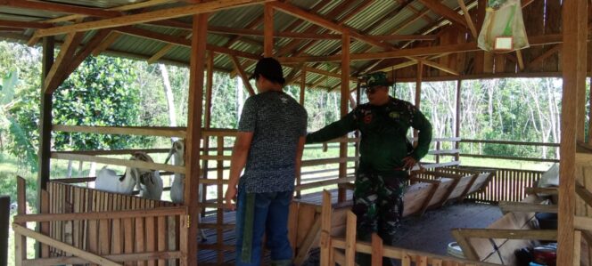 
Pererat Silaturahmi, Babinsa Sertu Sumardi Bantu Warga Kembangkan Peternakan