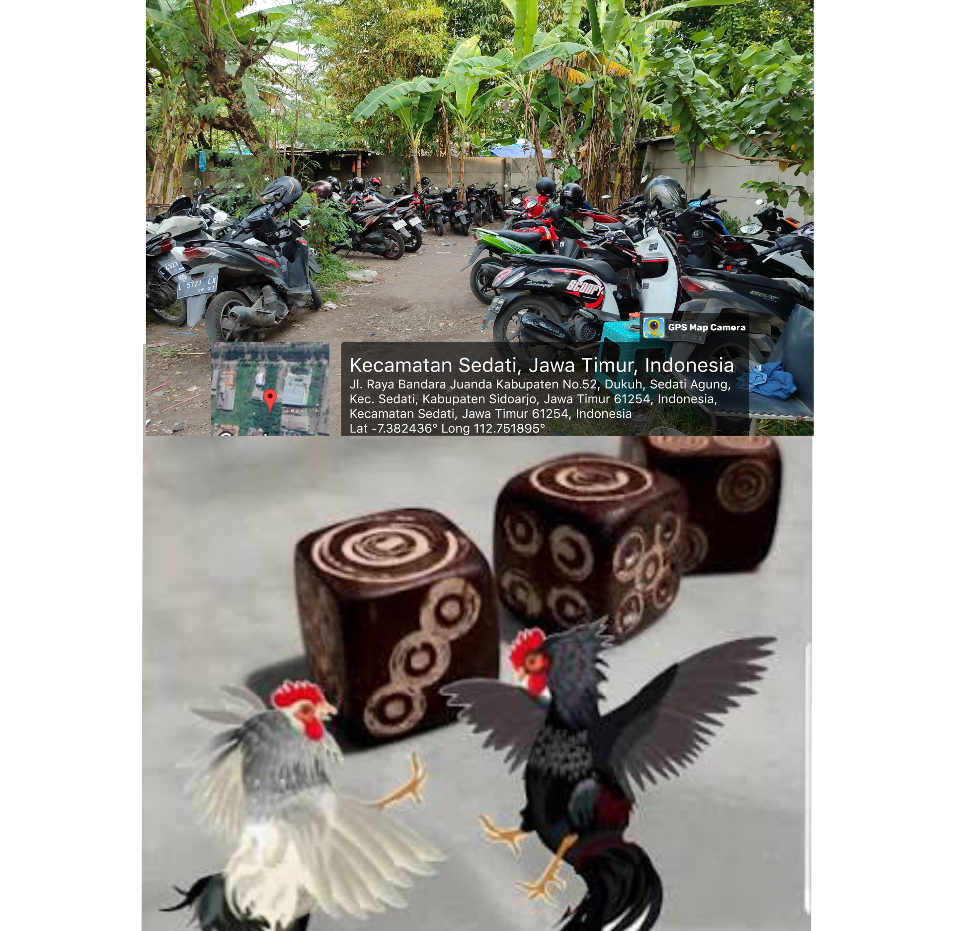Perjudian Sabung Ayam dan Dadu di Kecamatan Sedati Makin Marak, Warga Desak Penegakan Hukum