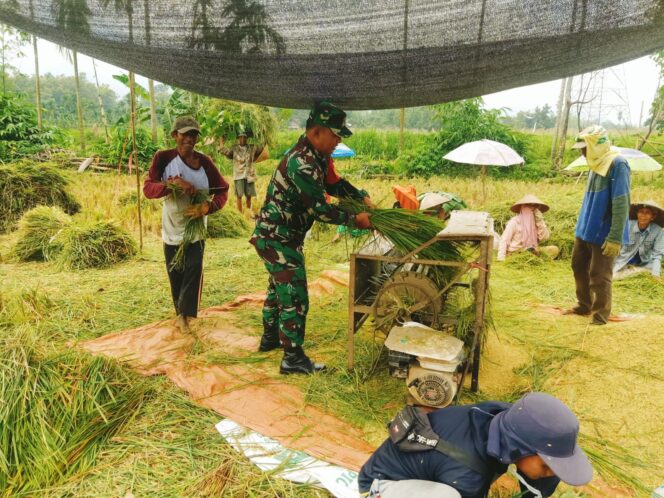 
Babinsa Pakuniran Dampingi Petani Panen Padi, Dukung Ketahanan Pangan Nasional