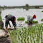 Sinergi Babinsa dan Petani: Tanam Padi Musim Tanam II di Kayu Rabah