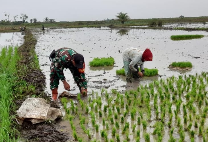 Sinergi Babinsa dan Petani: Tanam Padi Musim Tanam II di Kayu Rabah