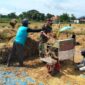 Babinsa Kodim 0820 Probolinggo Dampingi Petani Banyuanyar Panen Padi Sukses