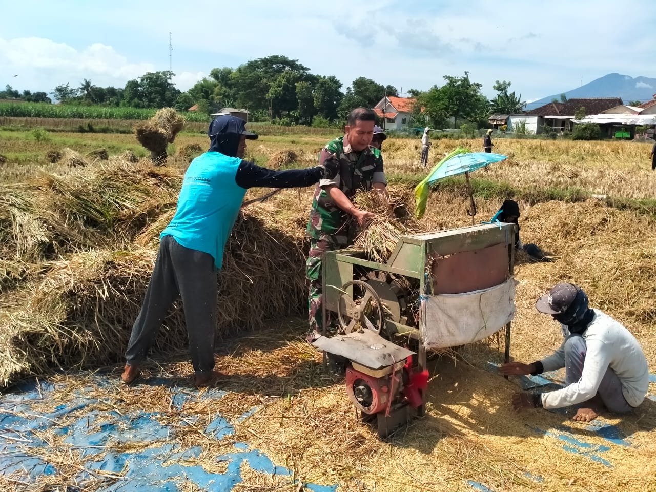 Babinsa Kodim 0820 Probolinggo Dampingi Petani Banyuanyar Panen Padi Sukses