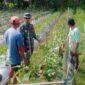 Dekat dengan Warga, Babinsa Haruyan Dukung Petani Terong Kembangkan Usaha