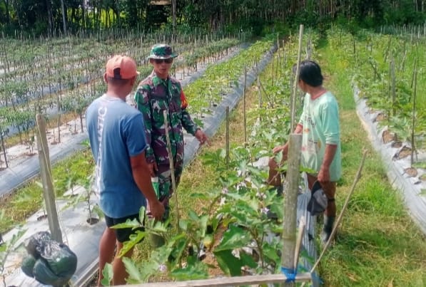 Dekat dengan Warga, Babinsa Haruyan Dukung Petani Terong Kembangkan Usaha