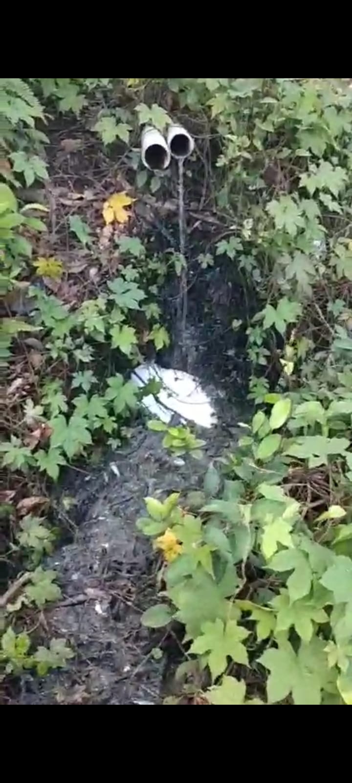 DLH Muara Enim Mandul, Limbah B3 PT AMM Cemari Kolam Warga