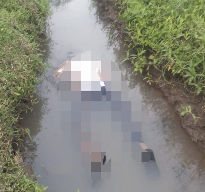 
Petani Desa Mancagar Tewas Tengkurap di Sawah, Diduga Sakit Kambuh