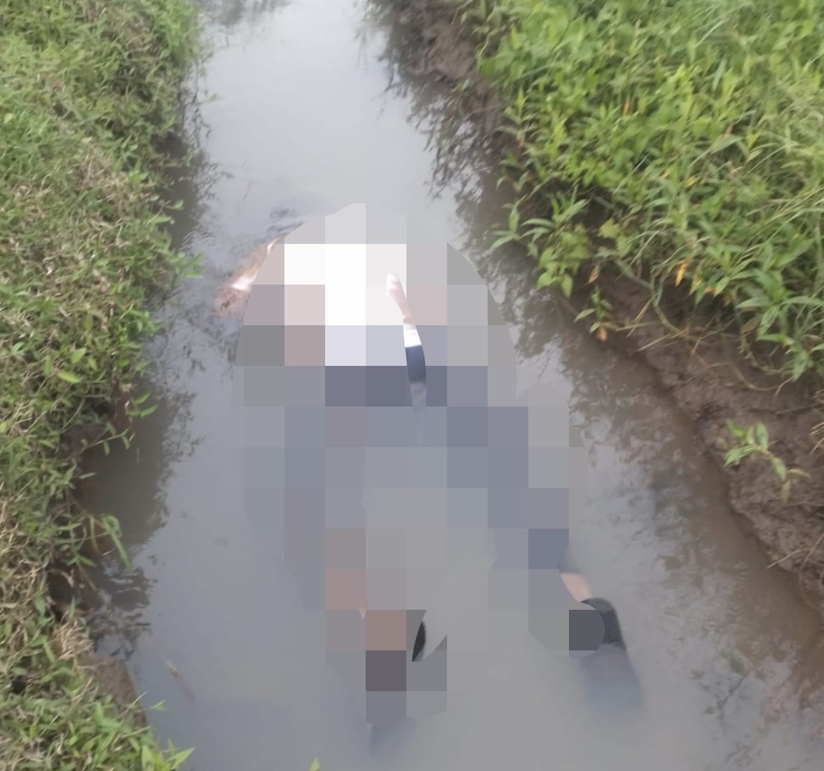 Petani Desa Mancagar Tewas Tengkurap di Sawah, Diduga Sakit Kambuh