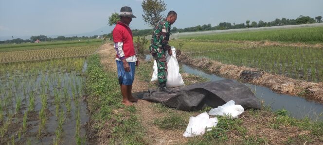 
					TNI Probolinggo Dampingi Petani Karanggeger Sukseskan Gerakan Antisipasi Pangan Nasional