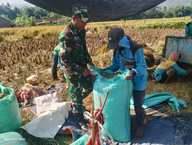
Babinsa Koramil 0820-17/Pakuniran dan Petani Bahu-Membahu Panen Padi di Tengah Gerakan Antisipasi Darurat Pangan Nasional