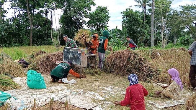 
Babinsa Kodim 0820/Probolinggo Dampingi Panen Padi di Kecamatan Banyuanyar