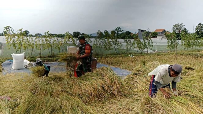 
					Sukseskan Gerakan Antisipasi Darurat Pangan Nasional, Koramil Leces Melakukan Pendampingan