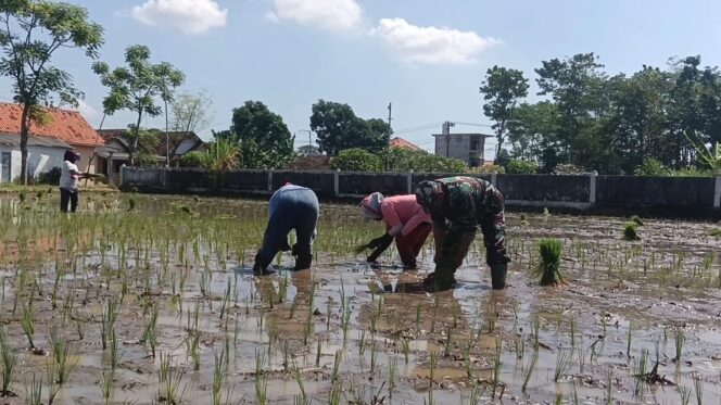 
					Kodim 0820 Probolinggo Dampingi Petani Tanam Padi Antisipasi Krisis