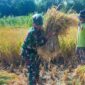 Koramil Banyuanyar Dukung Panen Padi, Antisipasi Darurat Pangan Nasional
