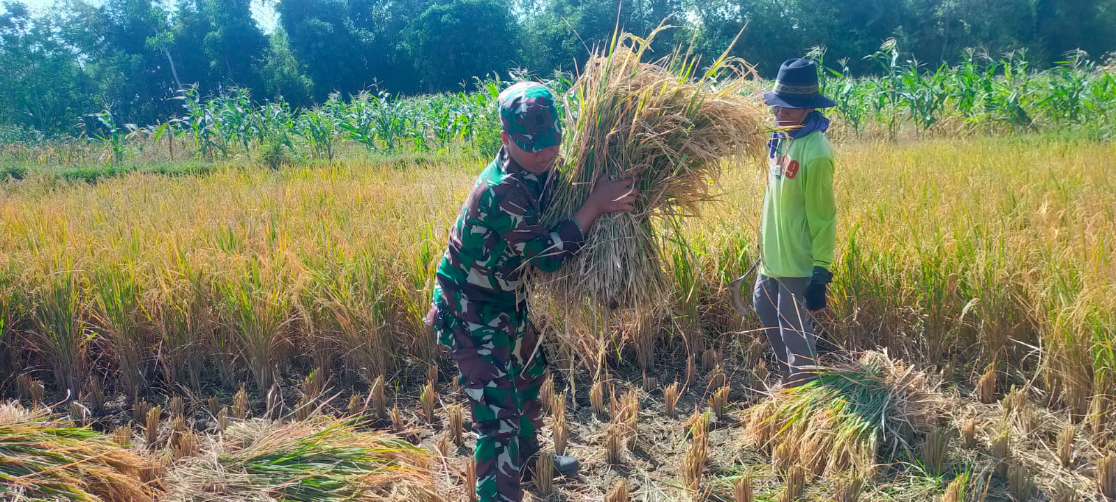Koramil Banyuanyar Dukung Panen Padi, Antisipasi Darurat Pangan Nasional
