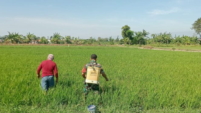 
Babinsa Koramil Kanigaran Dampingi Petani Semprot Padi Cegah Hama