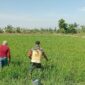 Babinsa Koramil Kanigaran Dampingi Petani Semprot Padi Cegah Hama