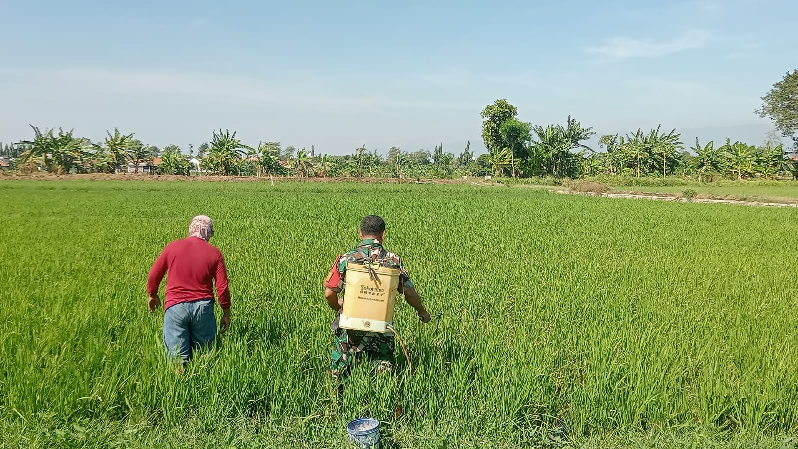 Babinsa Koramil Kanigaran Dampingi Petani Semprot Padi Cegah Hama